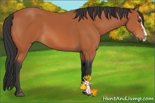 Horse Color:Bay Sabino
