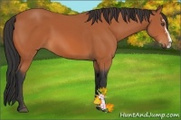 Horse Color:Bay Sabino 