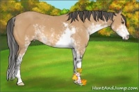 Horse Color:Buckskin Sabino