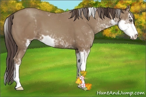 Horse Color:Classic Champagne Sabino 