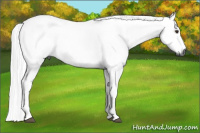 Horse Color:Gray Chestnut 