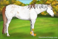 Horse Color:Red Dun Sabino