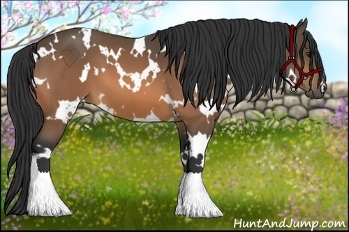 Horse Color:White Spotted Buckskin 