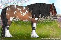 Horse Color:White Spotted Buckskin 