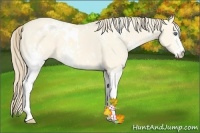 Horse Color:White Spotted Perlino Dun 