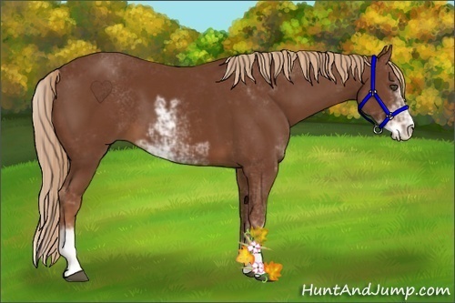 Horse Color:Chestnut Sabino