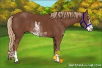 Horse Color:Chestnut Sabino 