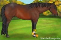 Horse Color:Bay 