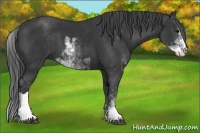 Horse Color:Black Sabino 