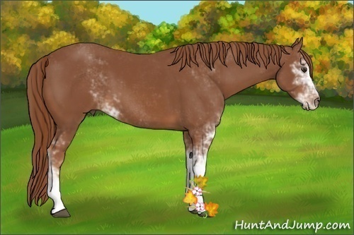 Horse Color:Chestnut Sabino