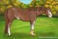 Horse Color:Chestnut Sabino