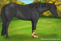 Horse Color:Black 
