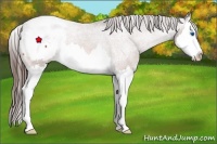 Horse Color:Bay Roan Splash Appaloosa