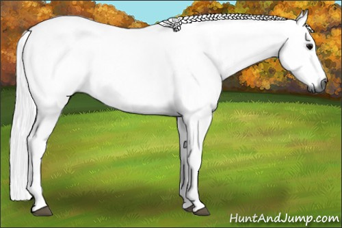 Horse Color:Gray Black 