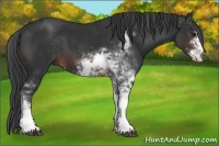 Horse Color:Brown Sabino
