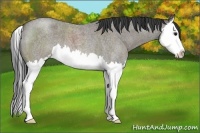 Horse Color:Grullo Roan Sabino Splash 