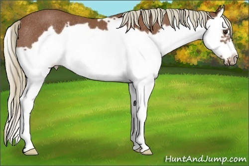Horse Color:Chestnut Splash Frame Rabicano