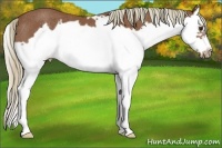 Horse Color:Chestnut Splash Frame Rabicano