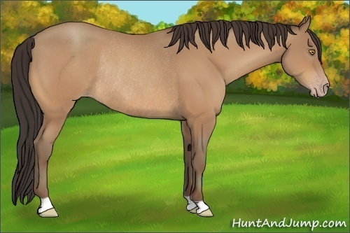 Horse Color:Amber Champagne Rabicano 