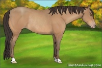 Horse Color:Amber Champagne Rabicano 