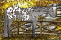 Horse Color:Grullo Appaloosa 