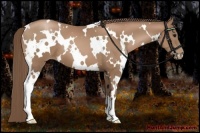 Horse Color:White Spotted Black Pearl 