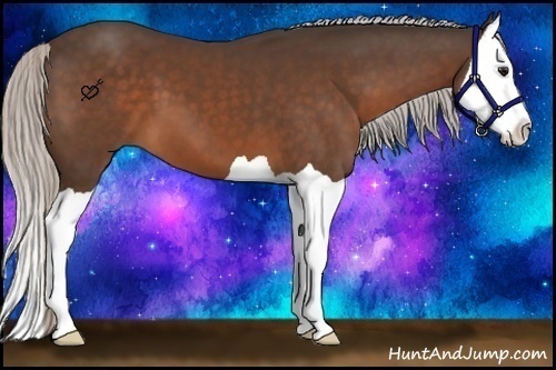 Horse Color:Silver Bay Splash 