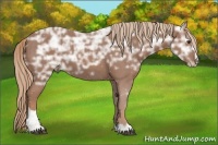 Horse Color:Chestnut Ice Sabino