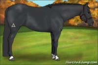 Horse Color:Black 