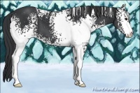 Horse Color:White Spotted Black