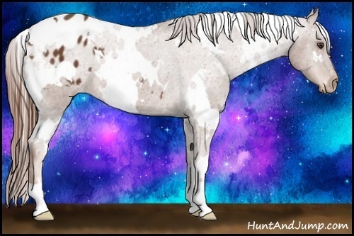 Horse Color:White Spotted Chestnut Appaloosa