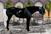 Horse Color:Silver Amber Champagne Dun Appaloosa 