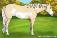 Horse Color:Silver Amber Cream Champagne Dun Frame 