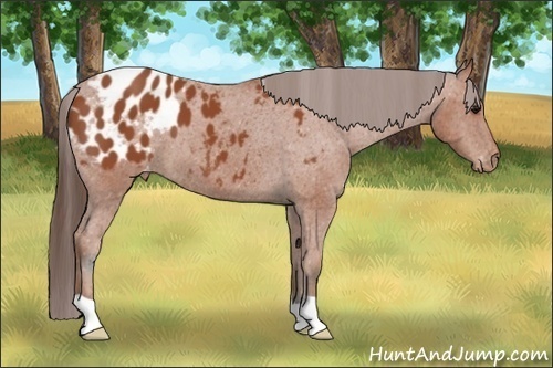 Horse Color:Bay Appaloosa 
