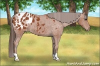 Horse Color:Bay Appaloosa 