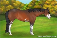 Horse Color:Bay Sabino 
