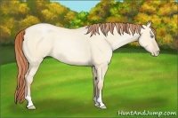 Horse Color:Buckskin Roan Pearl Dun 