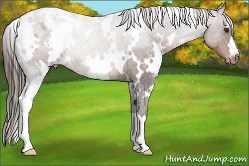 Horse Color:White Spotted Liver Chestnut Varnish 