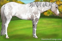 Horse Color:White Spotted Liver Chestnut Appaloosa 