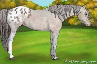 Horse Color:Brown Ice Appaloosa