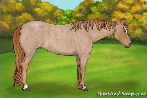 Horse Color:Red Roan Sabino