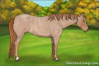 Horse Color:Red Roan Sabino