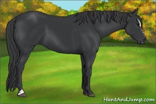 Horse Color:Black Sabino 