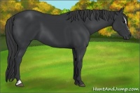Horse Color:Black Sabino