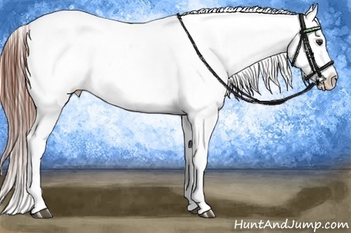 Horse Color:Chestnut Frame Appaloosa 