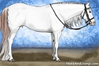 Horse Color:Chestnut Frame Appaloosa