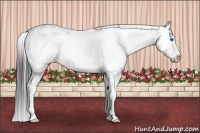 Horse Color:Black Sabino Splash 