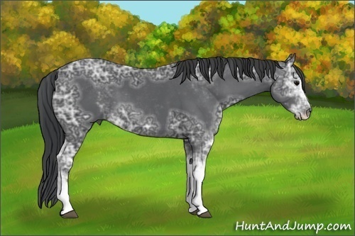 Horse Color:Black Ice Sabino