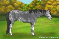 Horse Color:Black Ice Sabino