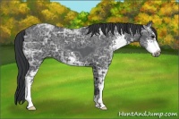 Horse Color:Black Ice Sabino